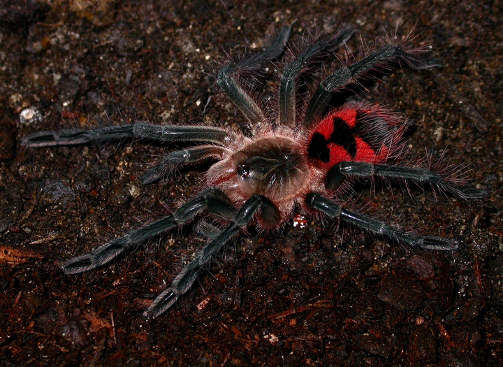 Juvenile Pamphobeteus Nigricolor Tarantula spider