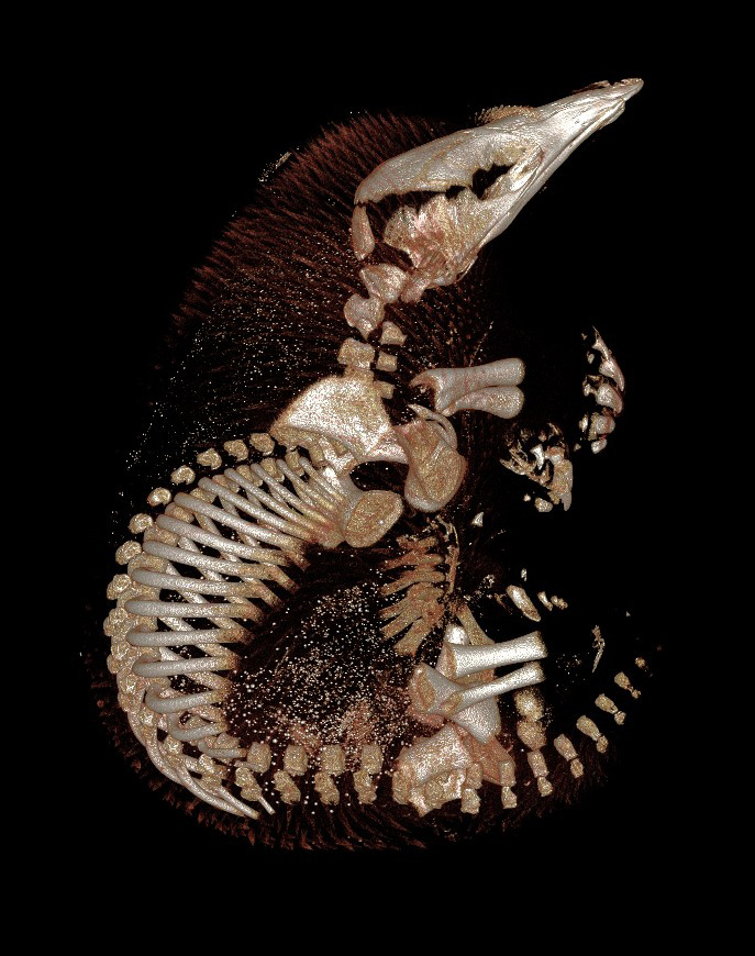 CT image of echidna