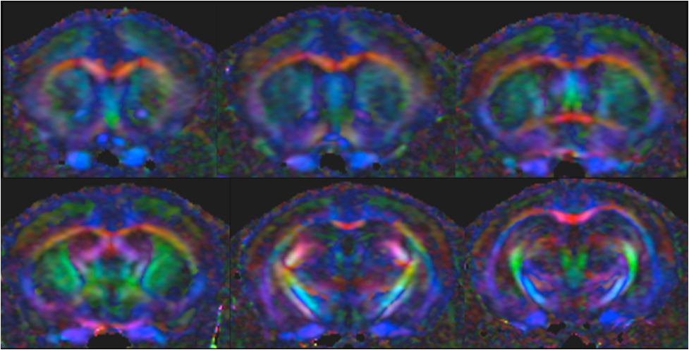 FA colour map of mouse brain from in vivo 2D EPI DWI data acquired at 16.4T.