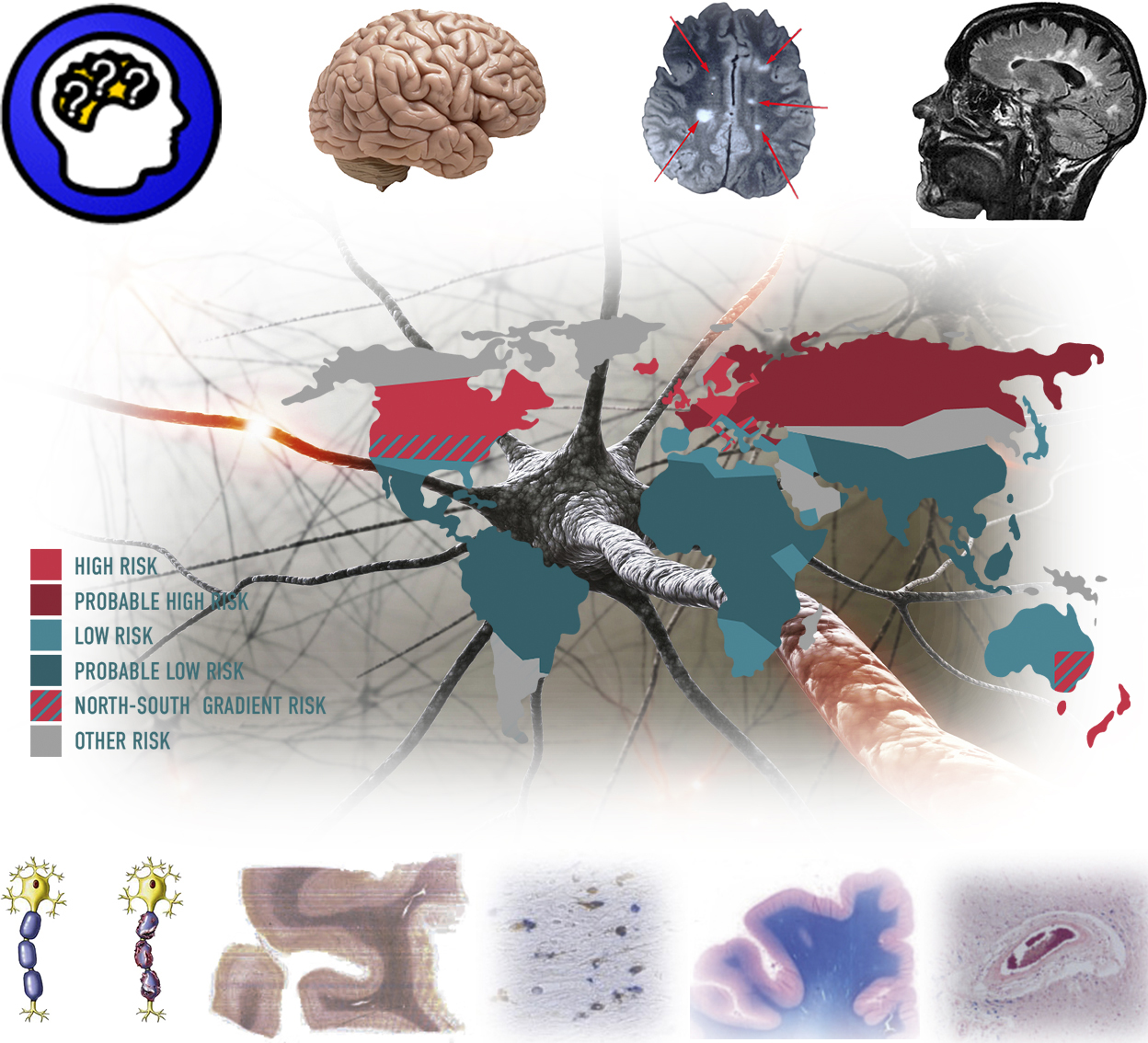 Multimodal assessment of neuroinflammation and diseases of white matter